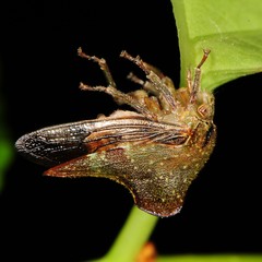 Telamona monticola