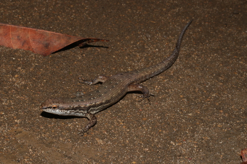 Peters' Lidless Skink