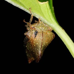 Telamona monticola