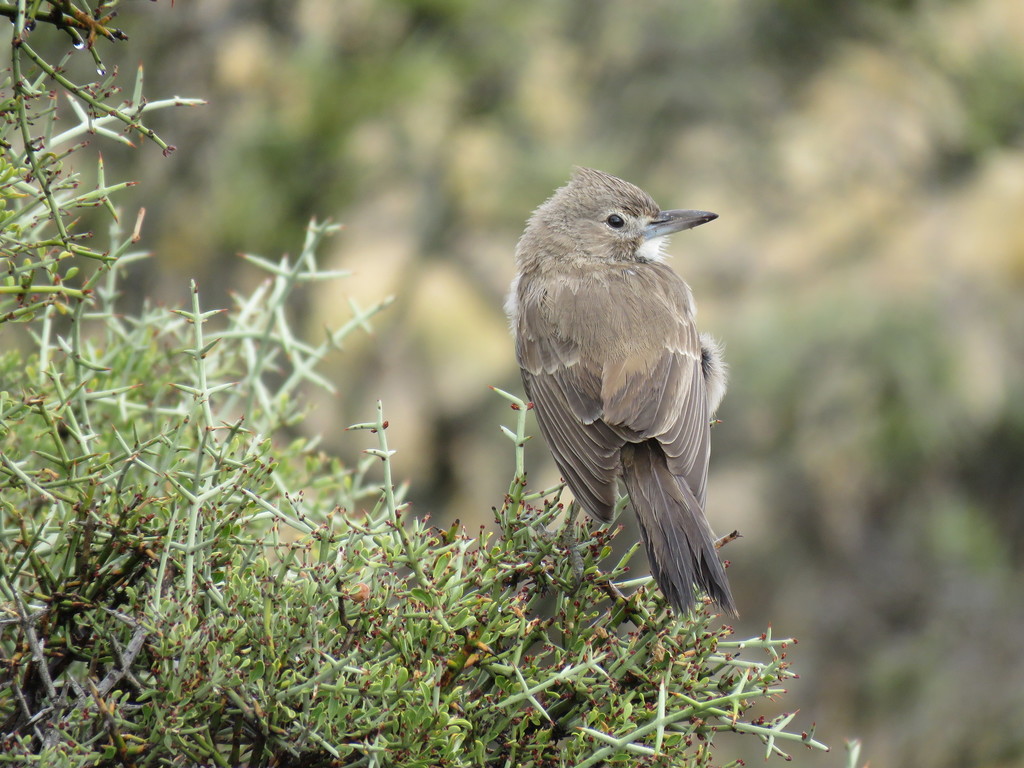 White-Throated Cacholote