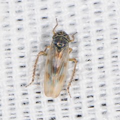 Macrosteles slossoni