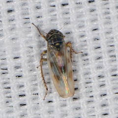 Macrosteles slossoni