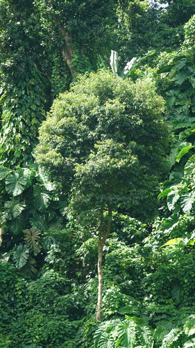Ormosia monosperma observed 2024-08-23