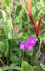 Lathyrus palustris