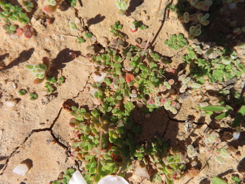 Image of Oxalis lichenoides by (c) linkie, some rights reserved (CC BY)