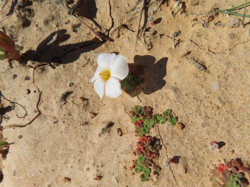 Image of Lichen Sorrel (Oxalis lichenoides) by (c) linkie, some rights reserved (CC BY)