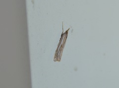 Crambus pratella