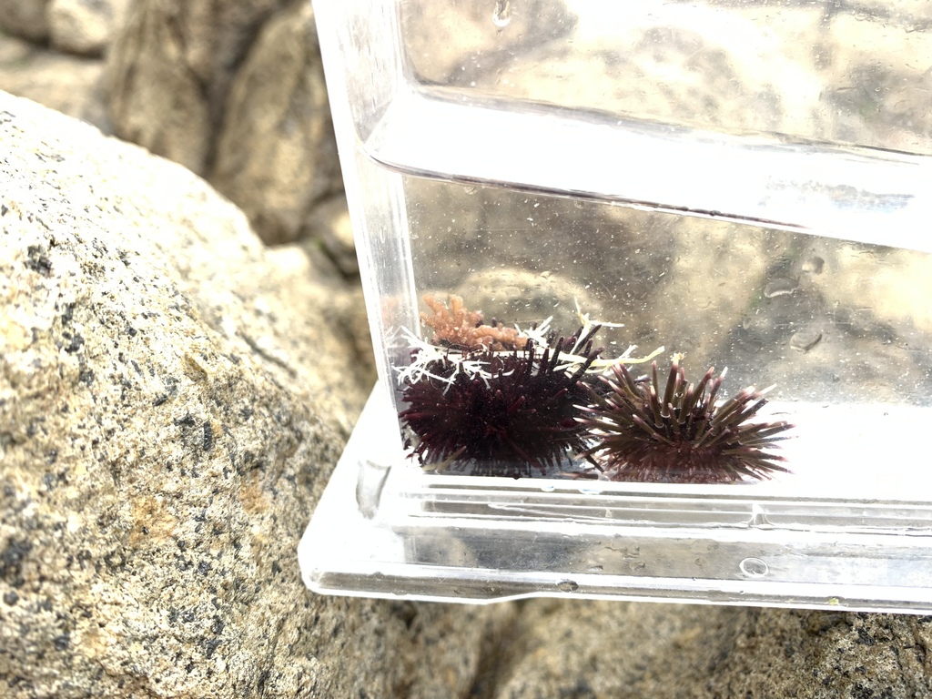 Pseudocentrotus