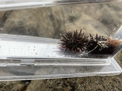 Heliocidaris crassispina