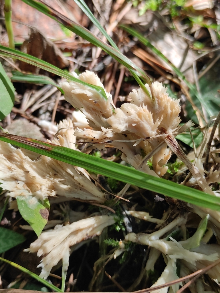 Sebacina incrustans · September 2024 · photo: © wrrite (iNaturalist, cc-by)