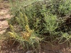 Copperwort - Photo (c) Zach Earl, some rights reserved (CC BY), uploaded by Zach Earl