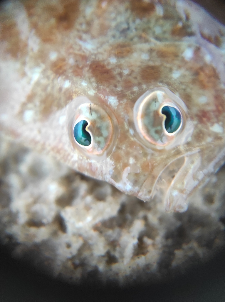 Three-ring Flounder from Goa 403204, India on September 01, 2024 at 06: ...