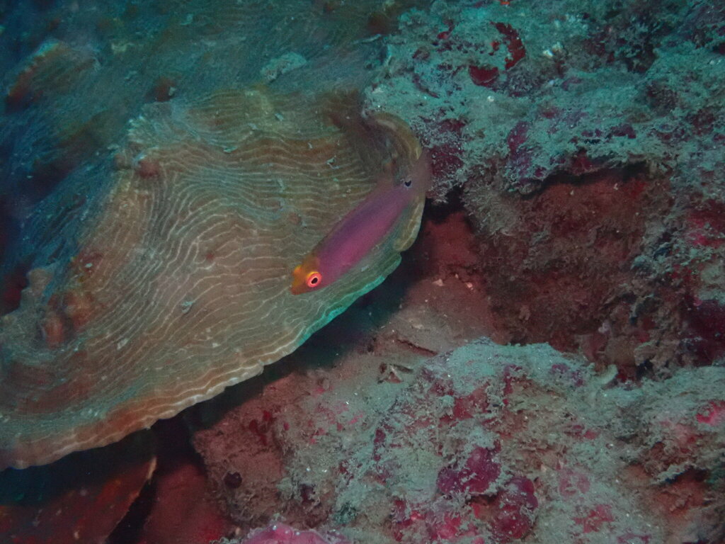 Pink-margin Wrasse