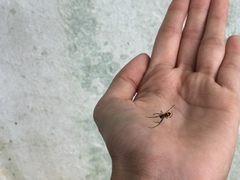 Leucauge argyrobapta