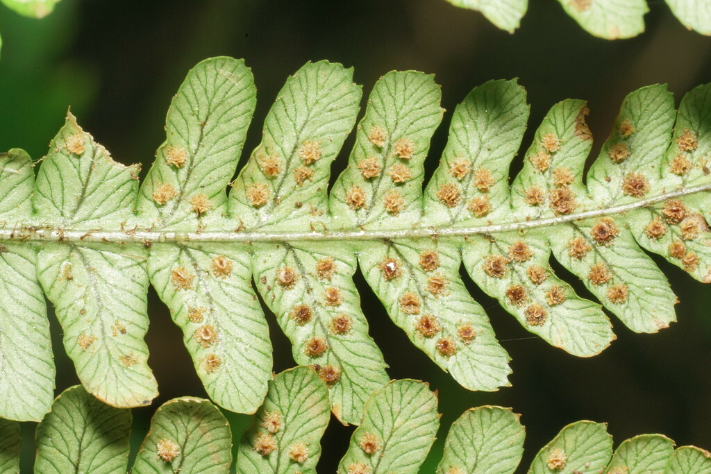 Sunset Fern