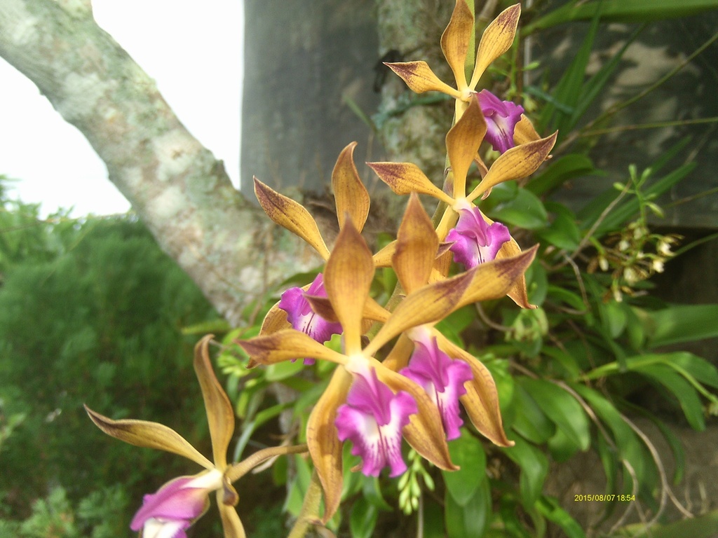 Encyclia plicata (Lindl.) Schltr. 3