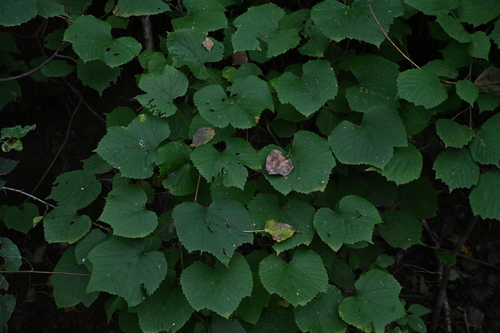 Vitis amurensis