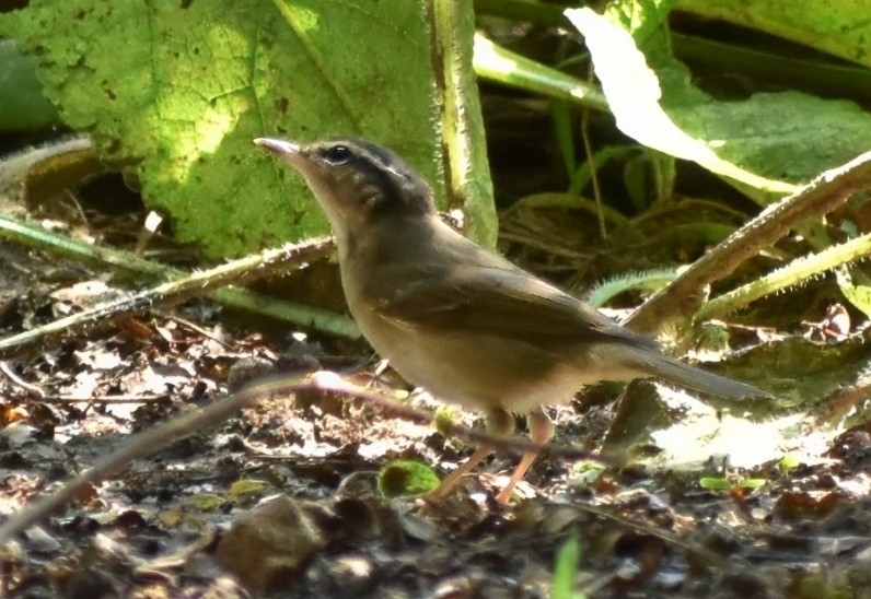 Pale-legged Leaf Warbler