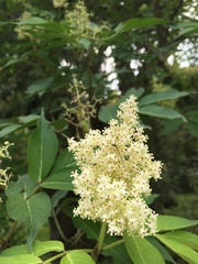 Sambucus sieboldiana pinnatisecta