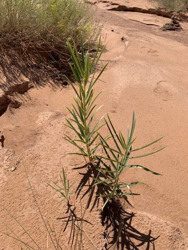 Image of Asclepias labriformis by (c) Zach Earl, some rights reserved (CC BY)