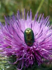 Cryptocephalus aureolus