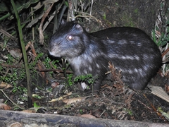 Mountain Paca photo 1
