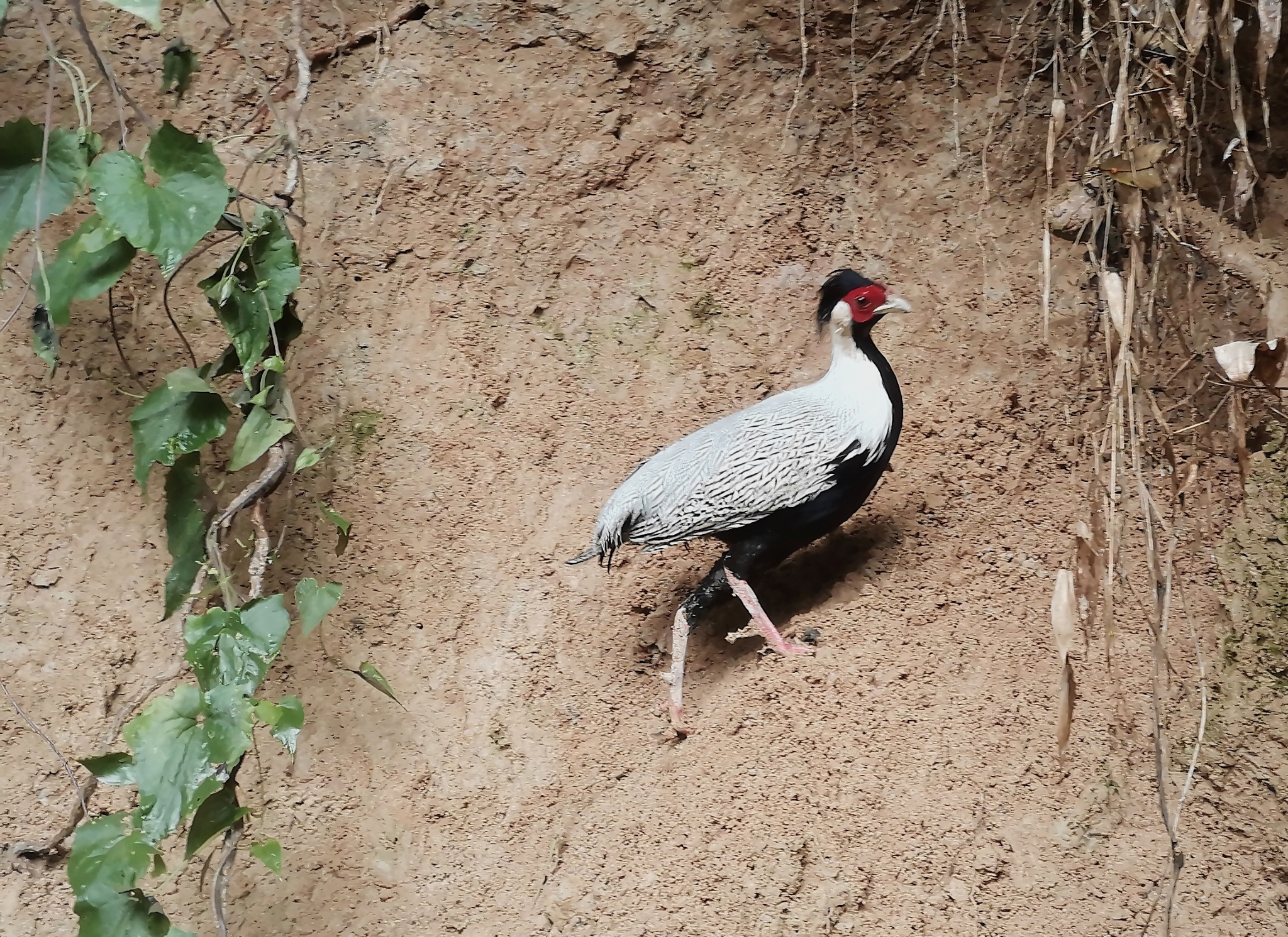 Silver Pheasant illustration