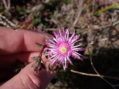 Image of Lampranthus emarginatoides by (c) Eugene Hahndiek, some rights reserved (CC BY-SA)
