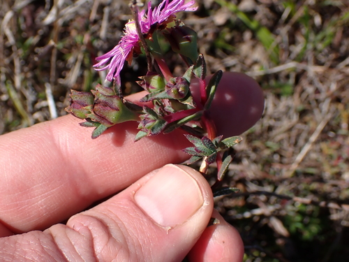 Image of Lampranthus emarginatoides by (c) Eugene Hahndiek, some rights reserved (CC BY-SA)