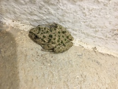 Pelodytes hespericus