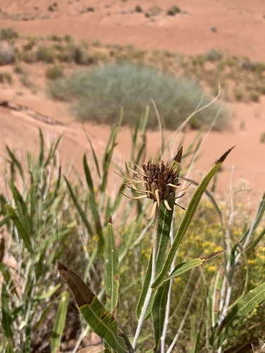Image of Scabrethia scabra by (c) Zach Earl, some rights reserved (CC BY)