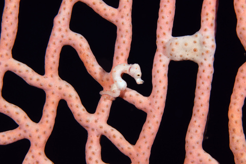 Denise's pygmy seahorse (Hippocampus denise) — Syngnathidae — 5