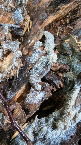 Radulomyces copelandii