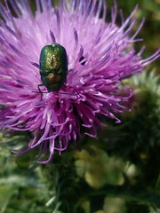 Cryptocephalus aureolus