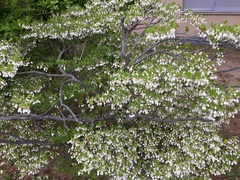 Enkianthus perulatus