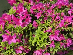 Rhododendron × pulchrum