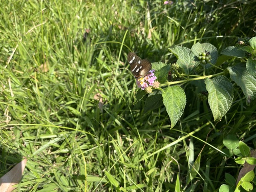 Lycoa Acraea