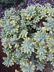 Sedum pachyphyllum