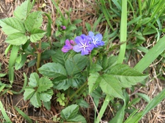 Aegonychon zollingeri