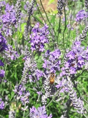 Apis mellifera