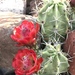 Kingcup Cactus - Photo (c) stinglessbee, some rights reserved (CC BY-NC), uploaded by stinglessbee