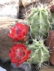 Kingcup Cactus - Photo (c) stinglessbee, some rights reserved (CC BY-NC), uploaded by stinglessbee