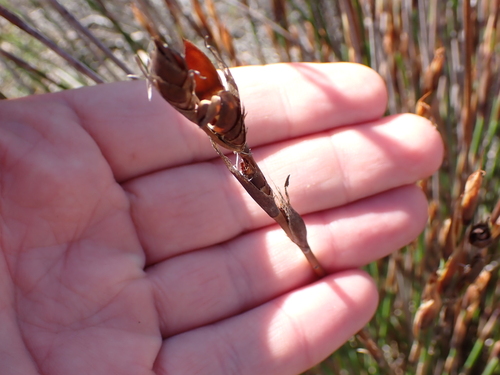 Cannomois parviflora (Cannomois parviflora)