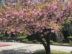 Prunus × lannesiana