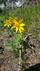 Helianthella