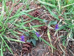 Viola inconspicua nagasakiensis