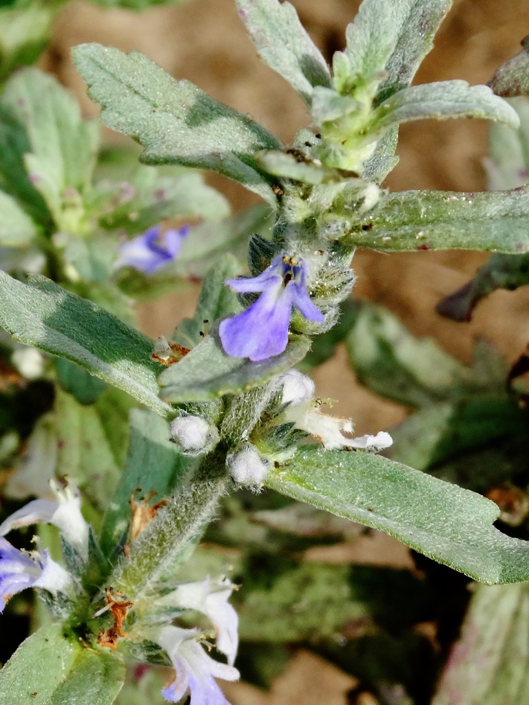 Ajuga integrifolia (Ajuga integrifolia)