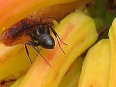Camponotus werthi