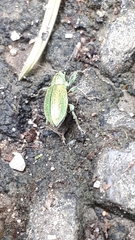 Phyllobius arborator