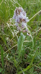 Oxytropis lambertii